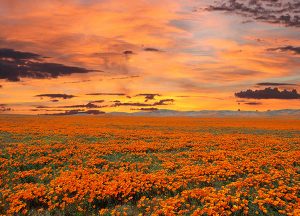 The Havens at Antelope Valley | Local flower field