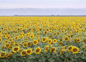 The Village at Rancho Solano | Local sunflower field