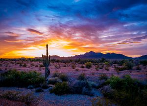 Sun City West | Local Arizona desert